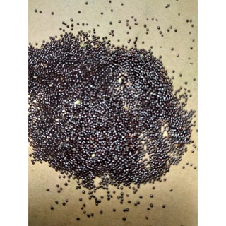 Hạt Giống Sâm Đất ( Thổ Sâm ) - 15 hạt/gói - ( CHHG)