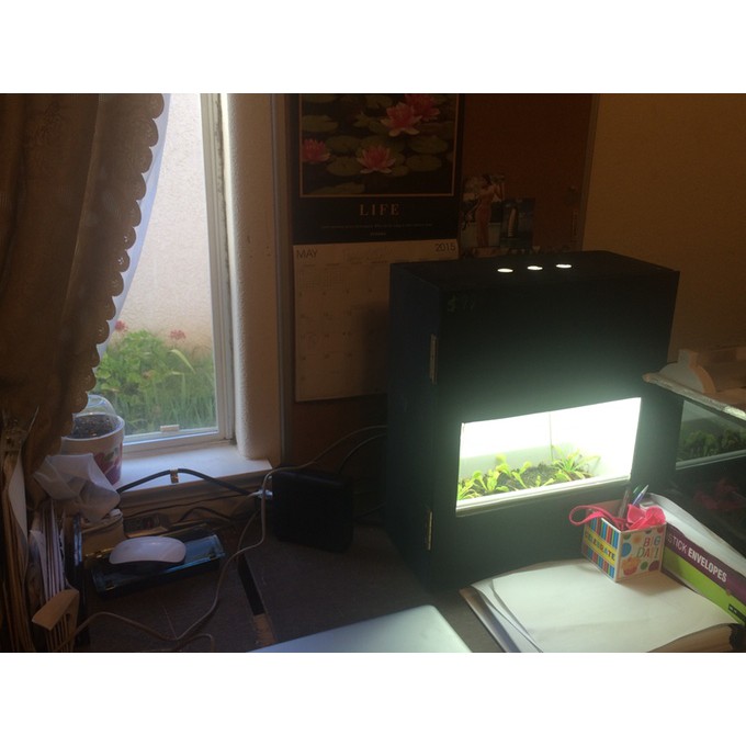 HẠT GIỐNG BẪY KẸP - 10 Hạt/ gói