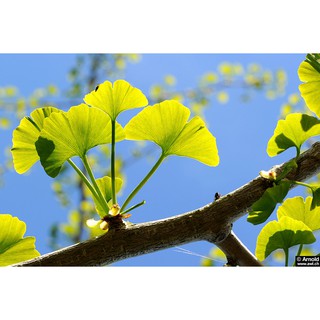 TRÂM CÀI TÓC LÁ NGÂN HẠNH
