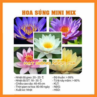Hạt Giống Hoa Súng Mini - 5 Hạt