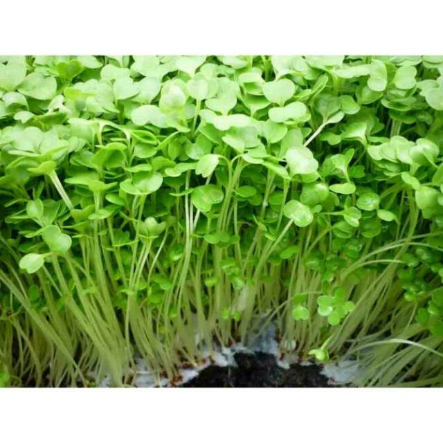 Mầm rau cải Đà Lạt