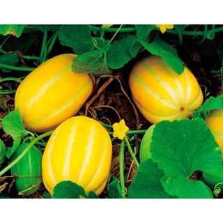 HẠT GIỐNG DƯA LÊ HÀN QUỐC Geum Ji nhập khẩu-  chuyên dụng.