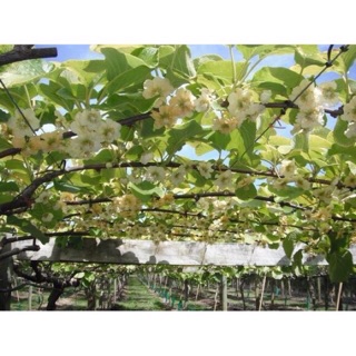 Hạt giống Kiwi F1 ☘️ (30 H)