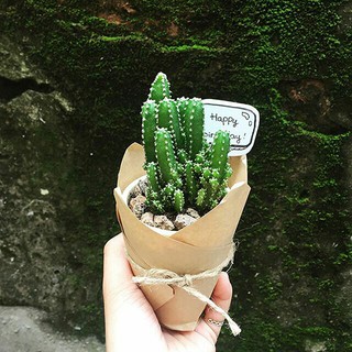 Sương rồng núi