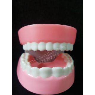 HÀM RĂNG GIẢ | Bé tập đánh răng