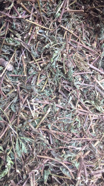 Cây xấu hổ 1kg