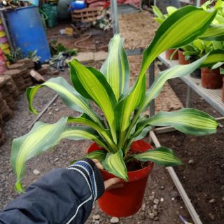 THIẾT MỘC LAN chậu để bàn