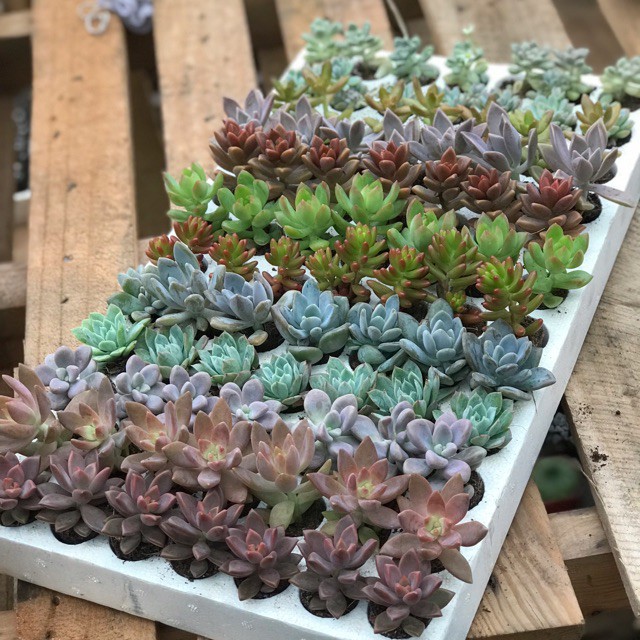 1 Sen đá vĩ ngẫu nhiên