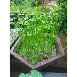 60 Cây Thủy trúc thái 30k