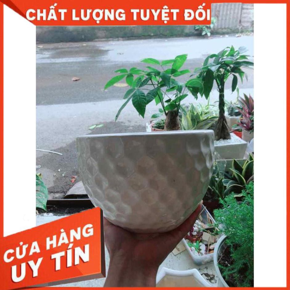 Chậu Trồng Cây Nhiều Người Mua