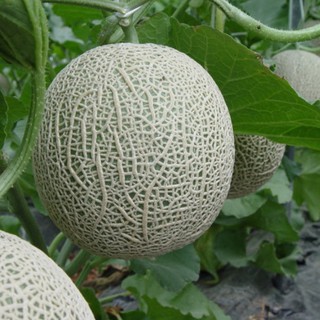 Hạt Giống Dưa Lưới Da Xanh