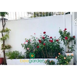 Chậu ghép trồng hoa , trồng rau Kt Dài 2m x R40cm x C30