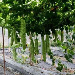 MƯỚP ĐẮNG KHỔNG LỒ THÁI LAN