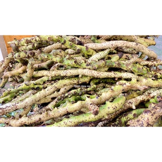 Cốt Toái Bổ - Hàng Tươi [Combo 3-5Kg] (Cây Tắc Kè Đá Rừng)