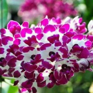 Ngọc điểm lá mít giống
