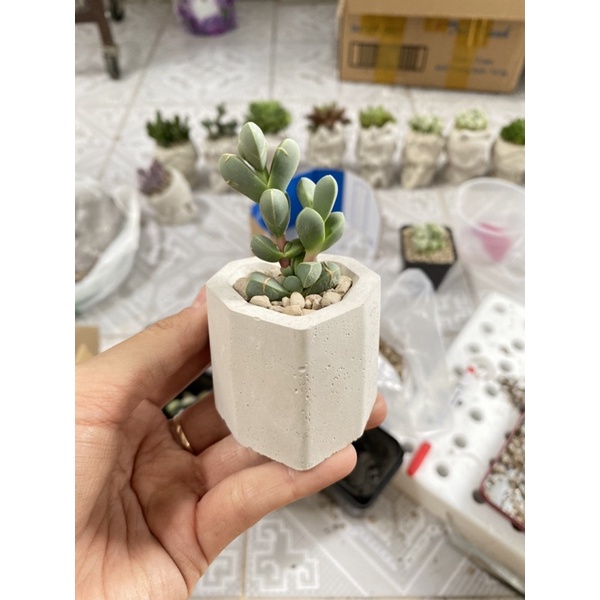 CHẬU XI MĂNG MINI - Bao đổi 1-1