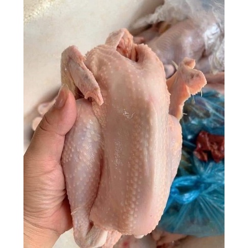 Gà ri tươi Mạnh Hoạch làm sạch 1con - HNH Food Farm