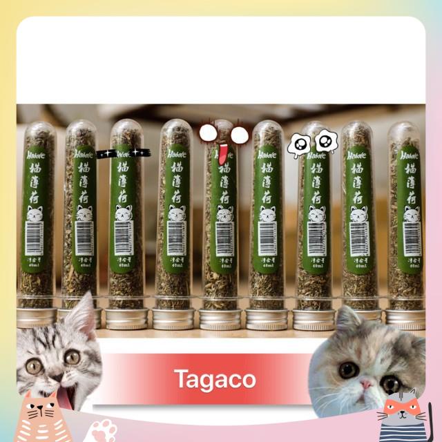 Cỏ mèo Catnip ống