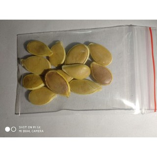 10 Hạt giống bí ngô mini