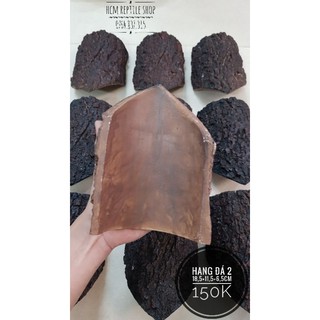 Hang trú hốc cây
