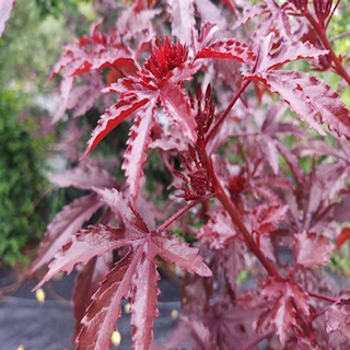 Cây bụp giấm Châu Phi ( Hibiscus lá đỏ)