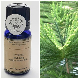 Tinh dầu Bách tùng (Tuyết tùng, Trắc bách diệp) - Cypress
