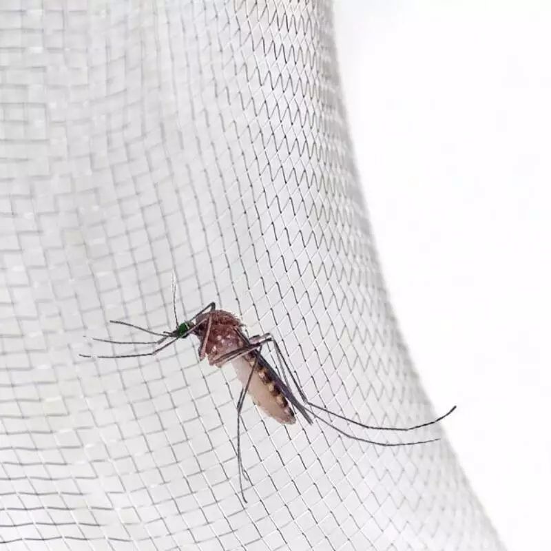 Lưới dán chống muỗi, may theo yêu cầu, kèm (khoá kéo dài 70cm) | BigBuy360 - bigbuy360.vn