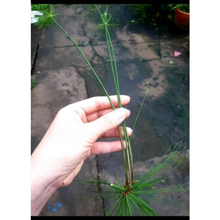 combo 5 mầm cây con thủy trúc thái