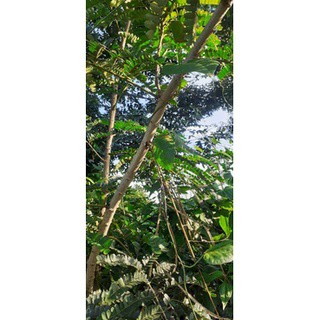 700gram hạt keo gai giống