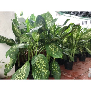[xả hàng] cây ngọc ngân,thanh lọc không khí