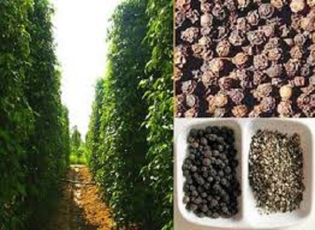 Hạt Tiêu của nhà trồng 1kg( chính chủ) | BigBuy360 - bigbuy360.vn