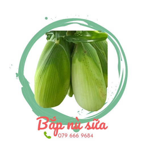 Hạt giống bắp nù sữa F1 gói 1 kg chính hãng