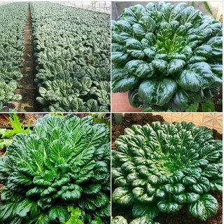 Combo 3 gói hạt giống rau cải hoa hồng xanh