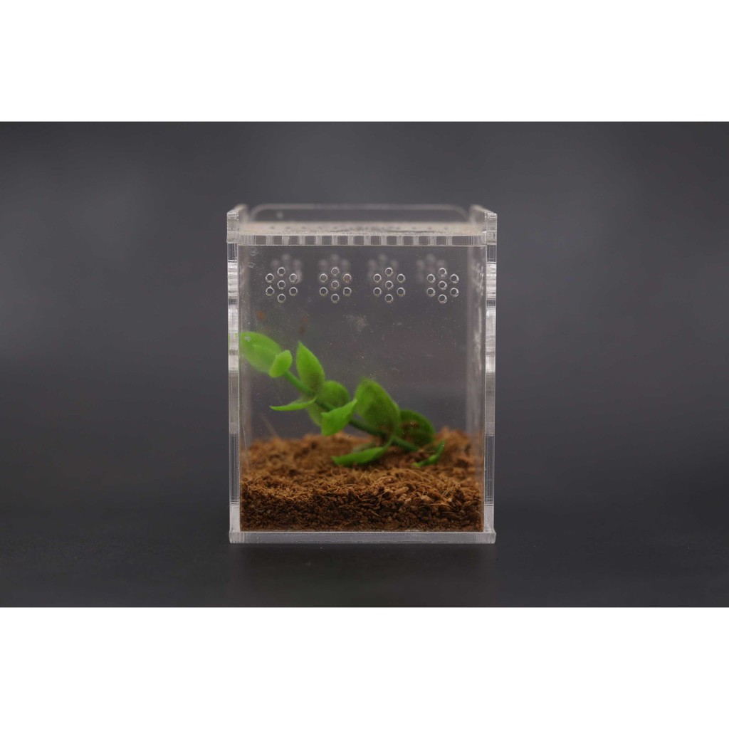 Hộp Nuôi Nhện Sizesling (tank tarantula)