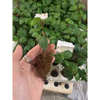 5 Cây giống Hoa Lồng Đèn