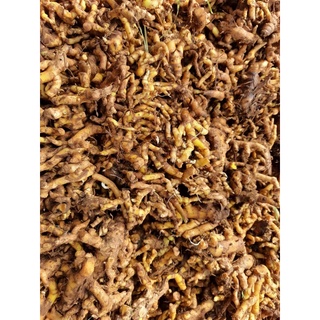 1kg nghệ bọ cạp