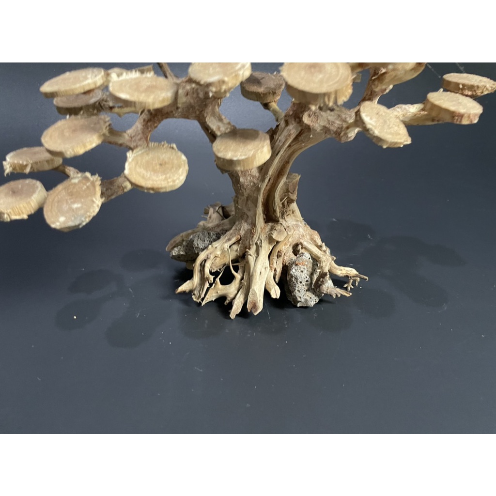 Lũa Bonsai, Lũa thủy sinh tán dĩa dùng trang trí hồ cá cảnh, hồ thủy sinh, văn phòng, nhà cửa