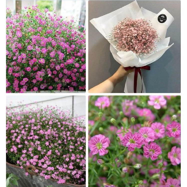 Hạt giống hoa baby trắng hồng mix màu - 100 hạt