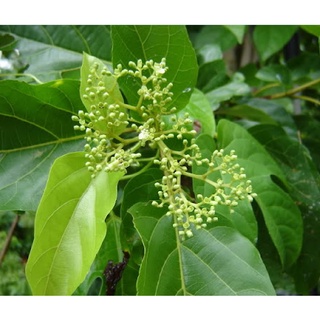Hạt Giống Lá Cách ( Lá Vọng Cách ) - 20 hạt/túi