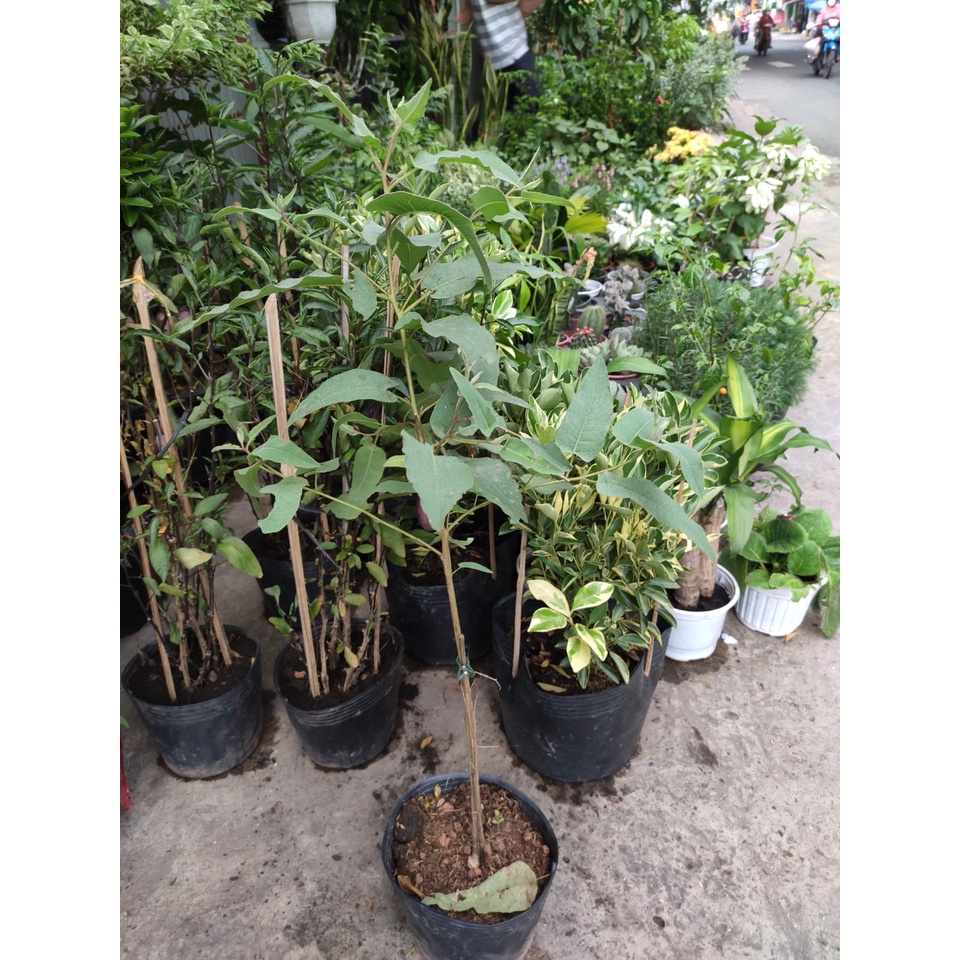 Cây Bạch Đàn Chanh cao khoảng 35-150cm  tên khoa học là Eucalyptus Citriodora Hook.f. Var