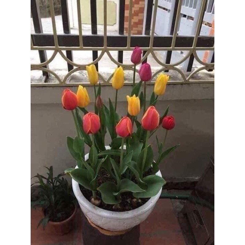 Củ hoa tulip đẹp cho tết