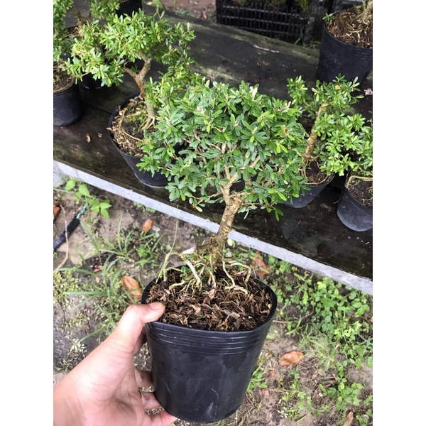 Combo 2 chậu linh sam 86 mini