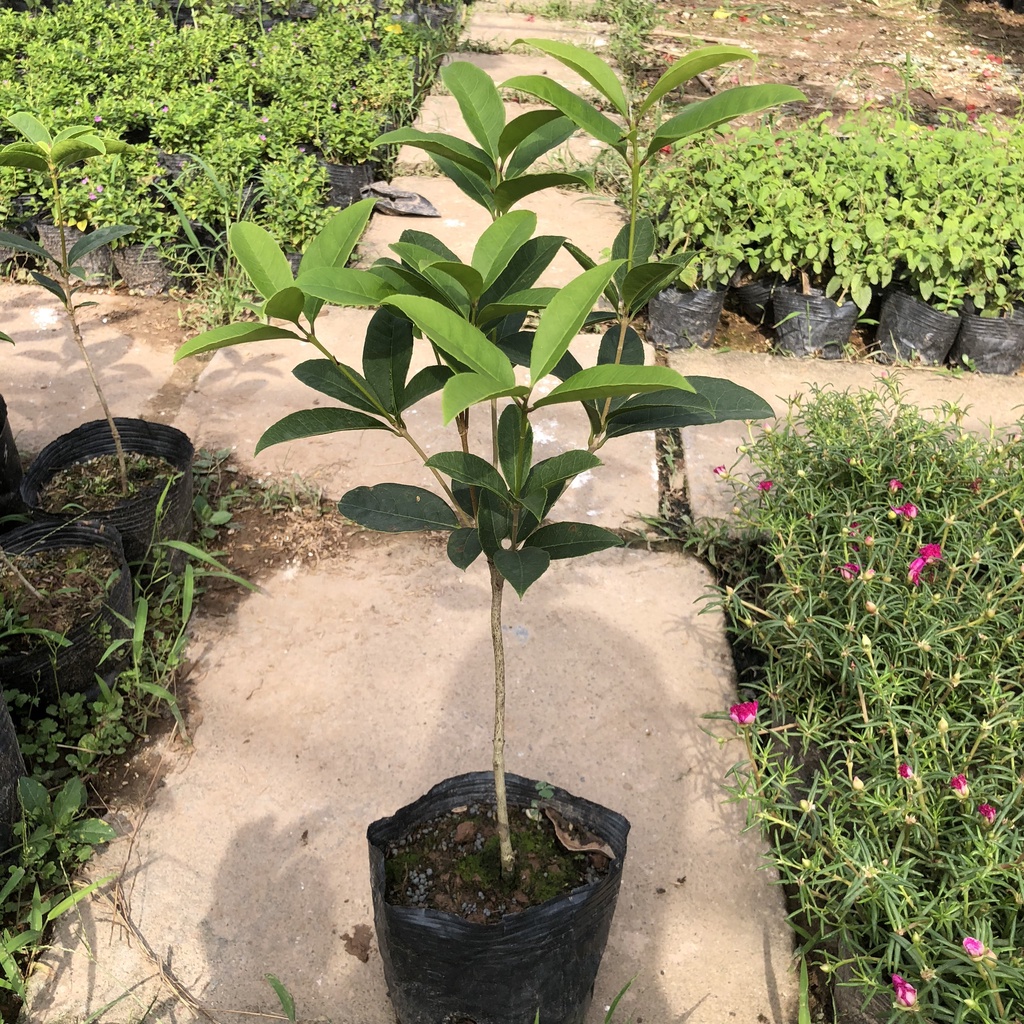 Cây mộc hương ta, Cao 40- 60cm thoát thân giống cực khỏe sống ổn định gốc to chắc khỏe, thu hoạch sớm sau 1 năm