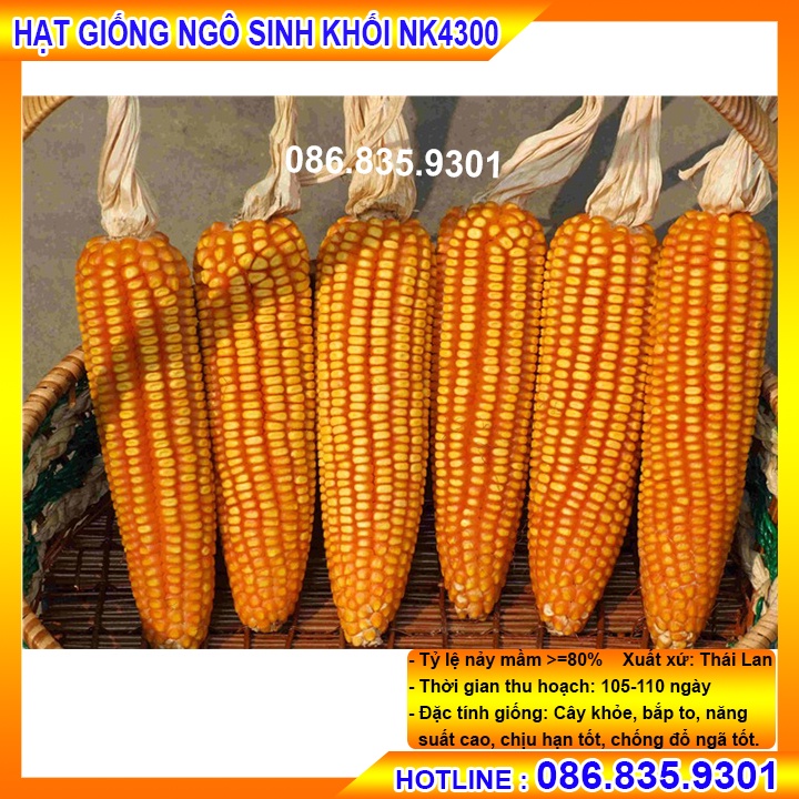 HẠT GIỐNG NGÔ SINH KHỐI  NK4300 GÓI 500G, NĂNG XUẤT CAO, ỔN ĐỊNH