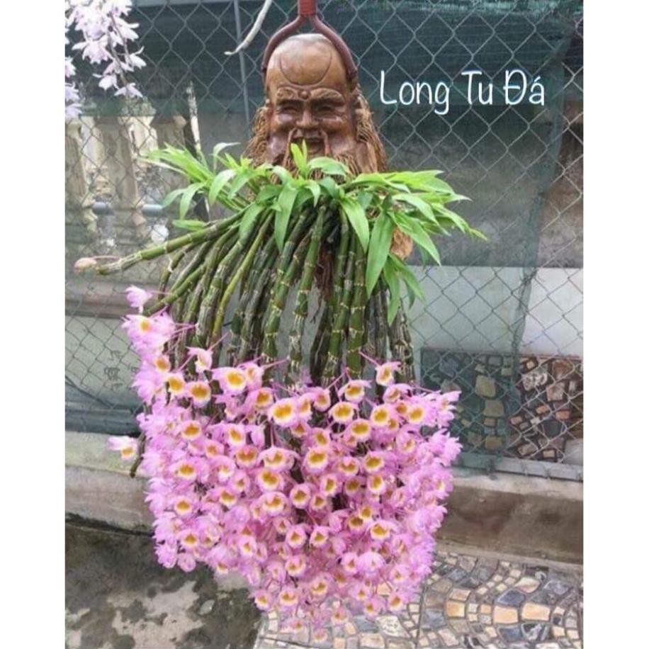 1 bó lan long tu đá hoa tím hàng rừng siêu to, hoa siêu đẹp , cam kết uy tín chất lượng