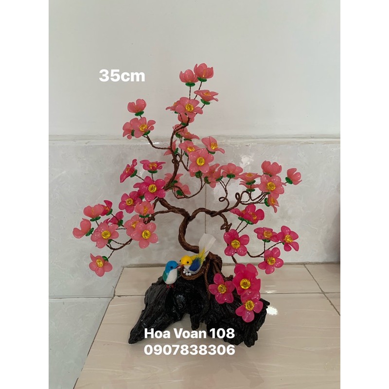 cây bonsai- cây kiểng