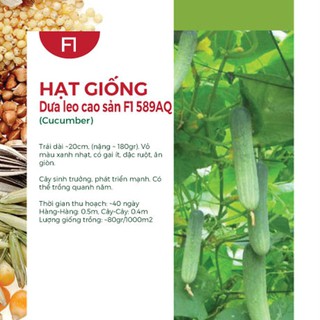 Combo 2 Gói Hạt Giống Dưa Leo Cao Sản 589AQ