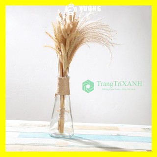 Lọ Thủy Tinh Hình Nón