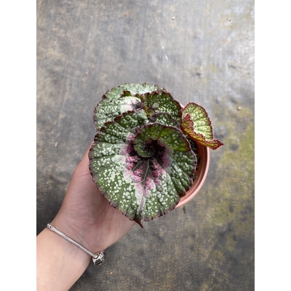 Chậu cứng Begonia Silver greenheart