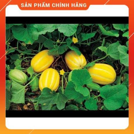 VNUA -  HẠT GIỐNG DƯA LÊ THƠM HÀN QUỐC F1 GÓI 10 HẠT